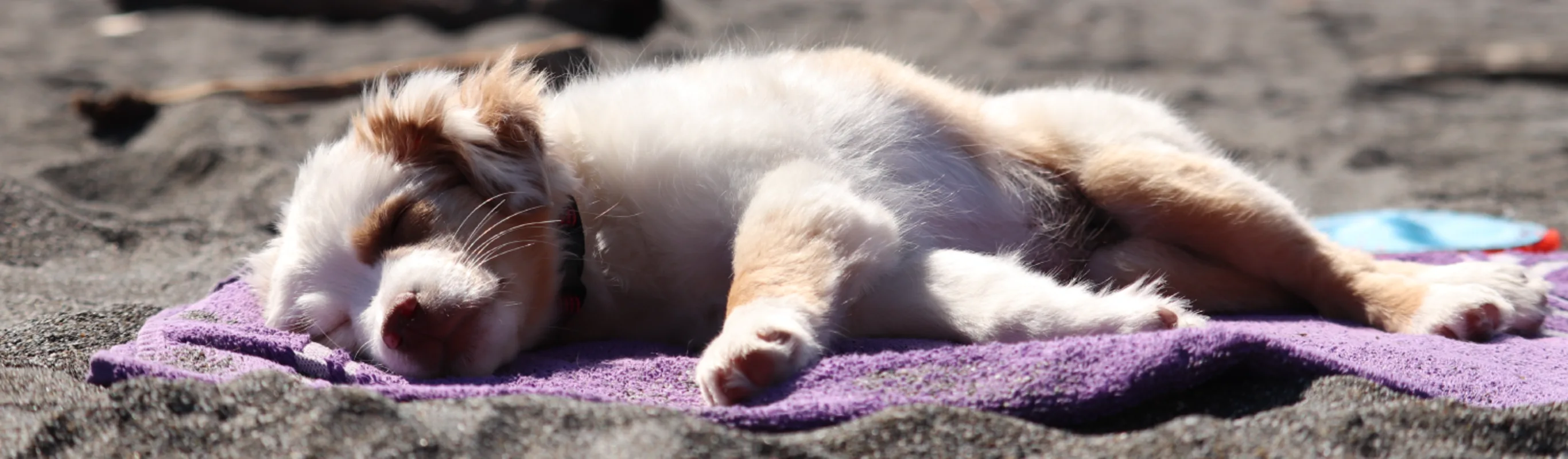 puppy sleeping on towel on the beach